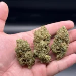 Death Bubba cannabis bud held in hand to show average size and density.