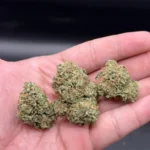 Pink Kush AA cannabis bud held in hand for size reference.