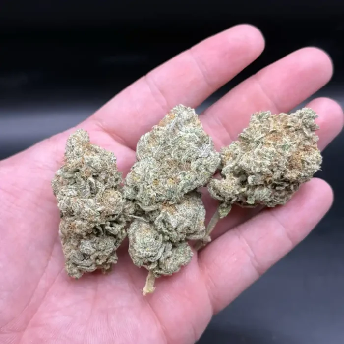 White Widow cannabis bud held in hand to show average size and frosty trichomes.